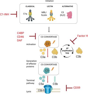 A Protective and Pathogenic Role for Complement During Acute Toxoplasma gondii Infection